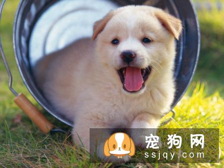 萨摩耶健康知识小课堂 萨摩耶喂养指南