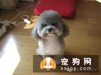 狗狗尿尿调教妙招!