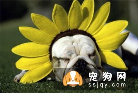 夏季来临，宠物中暑征兆及预防方法