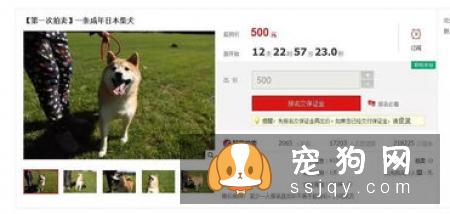 柴犬可以办狗证吗 柴犬办狗证的用途