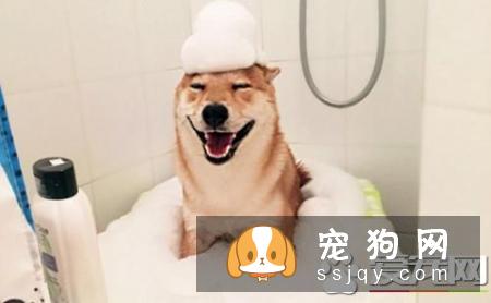 柴犬拉稀黄或带血怎么办 柴犬拉稀黄带血的原因可能是以下几种