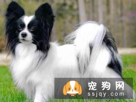 蝴蝶犬的喂养和繁殖方法