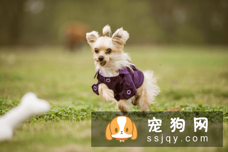 WOWO氨糖呵护狗狗关节健康，释放天生该有的灵动活力