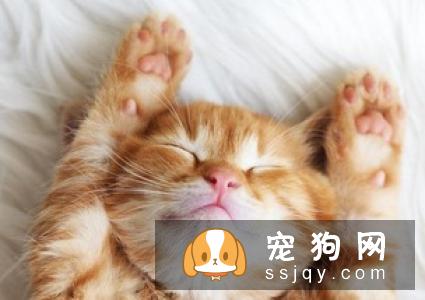 幼犬需要补充的这些营养，铲屎官须知！