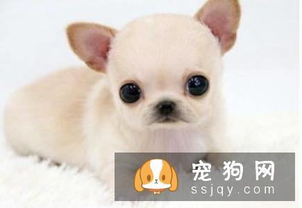 狗狗拉稀是什么原因引起的，用这六步法排查