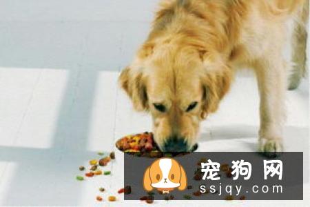 狗狗仆人怎么办?学会这3步，轻松纠正狗狗扑人的坏习惯