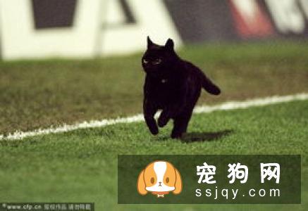 怎么阻止柴犬吃屎 有以下方法使柴犬拒绝吃屎
