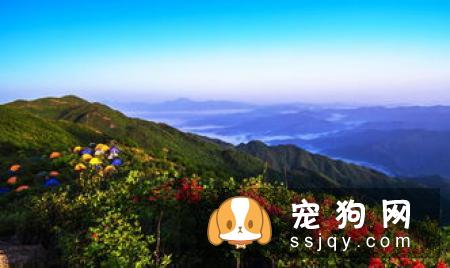 狗狗能不能吃冰棍?幼犬不建议吃,千万不能喂给它!