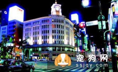 柴犬不喜欢摸头  柴犬不喜欢摸头原来是这样