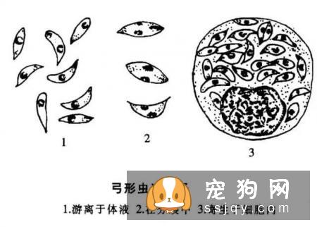 警报，你家的狗狗需要立刻驱虫！