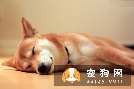 柴犬爱咬东西往往无处发泄导致,主人平时要多带狗狗出去散散步