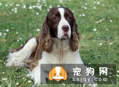 养狗之前先了解一下 如何挑选一只适合自己养的狗