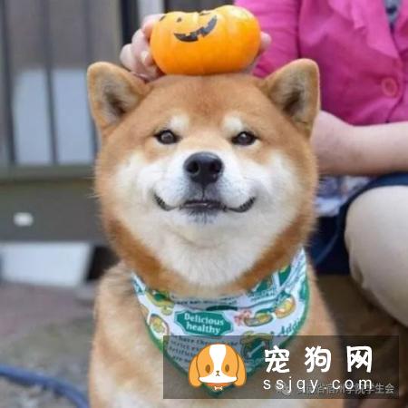 柴犬肚子毛色多久变白 柴犬的毛色有几种