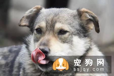 狗狗为什么经常舔自己的鼻子?