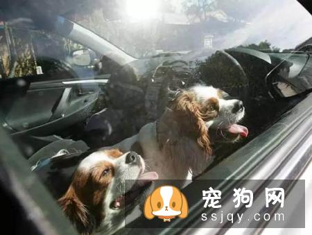 夏季来临，把狗狗留在车里是比较危险的，千万不能做！