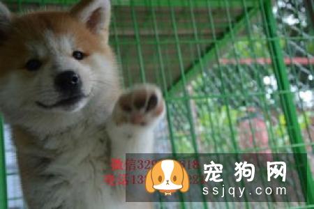 怎么可以买到纯种的秋田犬，买秋田犬需要注意哪些方面?