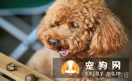 柴犬爪子是什么颜色 柴犬如何判断是否纯正