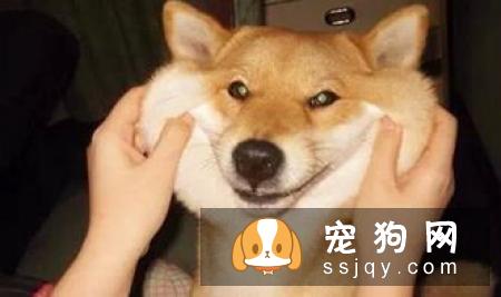 柴犬尾巴不蓬松 柴犬尾巴不蓬松的原因