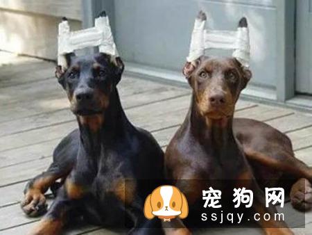 养宠物狗的6大误区，你躺枪了吗！
