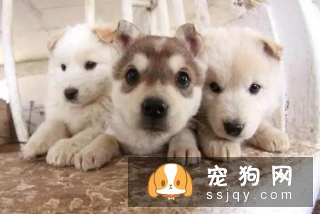 养宠物狗的6大误区，你躺枪了吗！