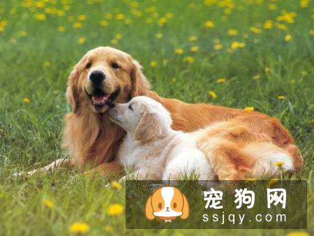 怀孕狗狗喂食的次数是多少