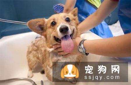怎样让狗狗的毛柔顺有光泽
