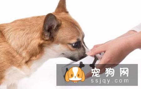 养狗的这些误区，了解它不踩雷！