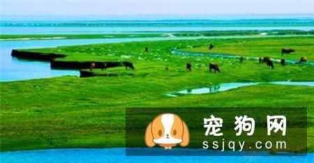 柴犬几个月可以吃干粮 如何给柴犬过渡到吃干粮