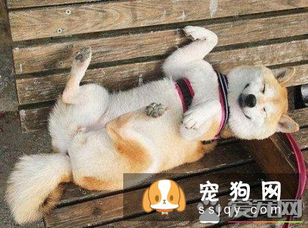 柴犬到底能不能养 秋田犬被禁养的原因