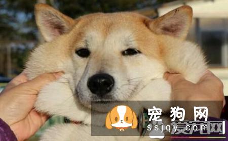 柴犬不能吃什么水果 柴犬不能吃这些水果的原因