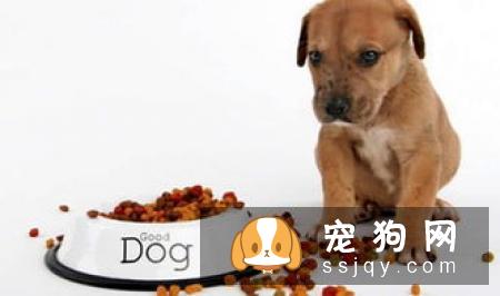 狗狗仆人怎么办?学会这3步，轻松纠正狗狗扑人的坏习惯