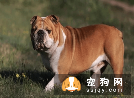 宠物狗一般是多少价格？宠物狗价格排名！