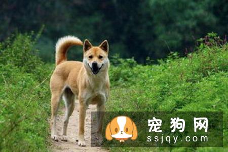 常见的宠物狗品种你都认识吗？宠物大全了解一下!