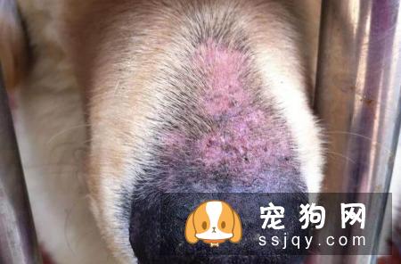 怎么判断狗狗有皮肤病？狗狗常见的皮肤病诊断