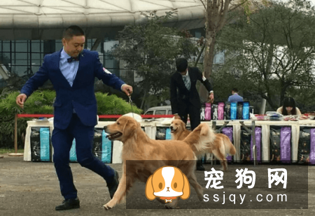 狗狗日常养护步骤，让爱犬变得更美