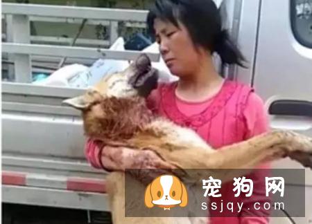 狗狗交配的时候不能随意打断，严重者致死！
