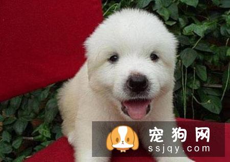 常见的宠物狗品种你都认识吗？宠物大全了解一下!