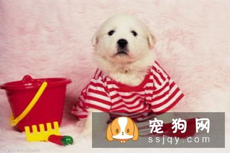 幼犬咳嗽的常见原因