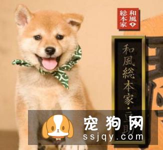日本人都养柴犬吗 柴犬的人气在日本高吗