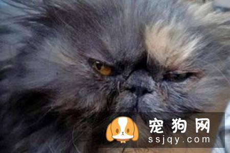 秋田犬和柴犬哪个好 柴犬更适合家庭饲养的原因