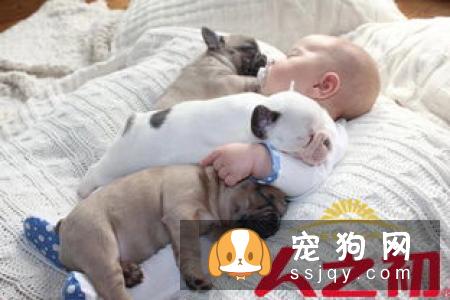 如何正确给宠物洗澡？很多人第一步就做错啦！