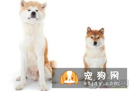柴犬和秋田犬都产自日本