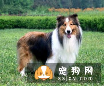 如何将狗狗训练成工作犬一样服从命令？