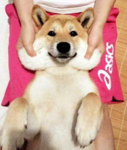 柴犬拉稀黄或带血怎么办 柴犬拉稀黄带血的原因可能是以下几种