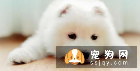 幼犬咳嗽的常见原因