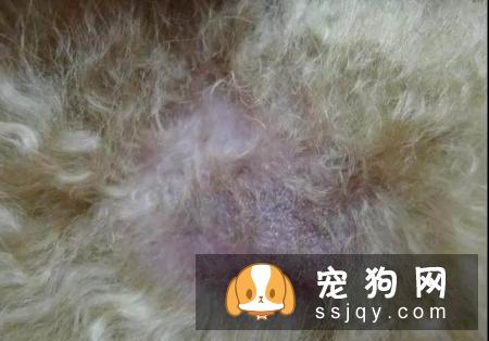 皮肤病——宠物美毛杀手，你知多少？