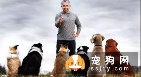 身价70亿的训犬师告知你，狗狗应该这样训练