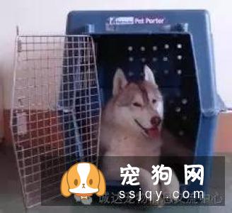 夏季来临，把狗狗留在车里是比较危险的，千万不能做！