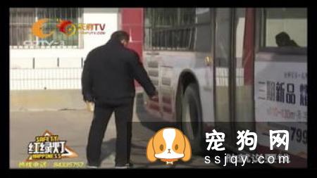 怎么才能训练狗狗捡球，狗狗捡球训练方法！