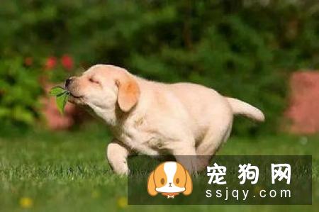 身价70亿的训犬师告知你，狗狗应该这样训练
